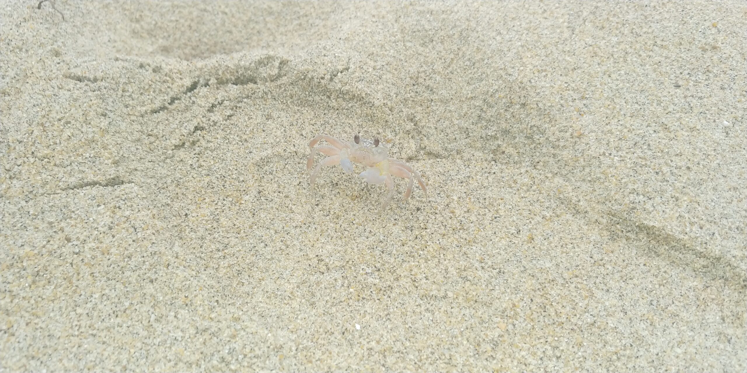 바닷가 작은 게