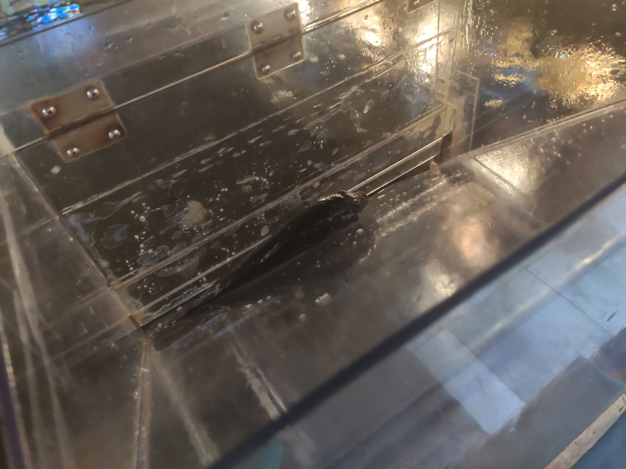 측정용 박스에 담긴 붕어