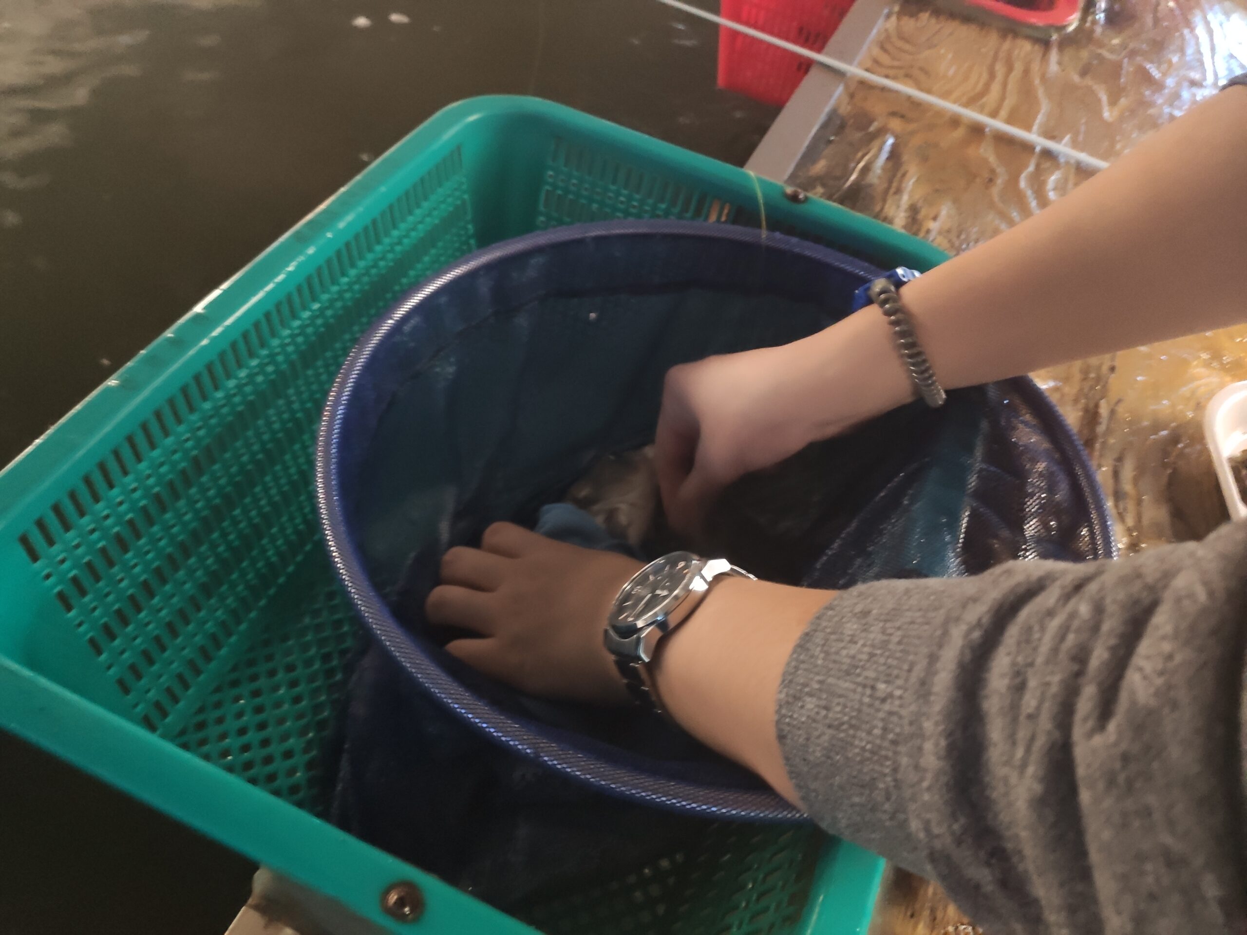 붕어 바늘을 제거하는 모습